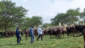 Kenyan President William Ruto, Ugandan President Yoweri Museveni, and ODM leader Raila Odinga engage in discussions in Uganda on Monday, February 26, 2024.